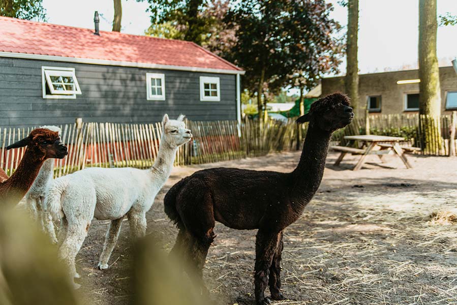 Alpaca's verzorgen faciliteit - Heische Tip